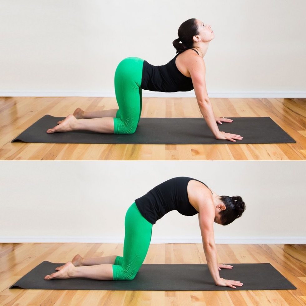 Bài tập yoga tư thế bò con mèo